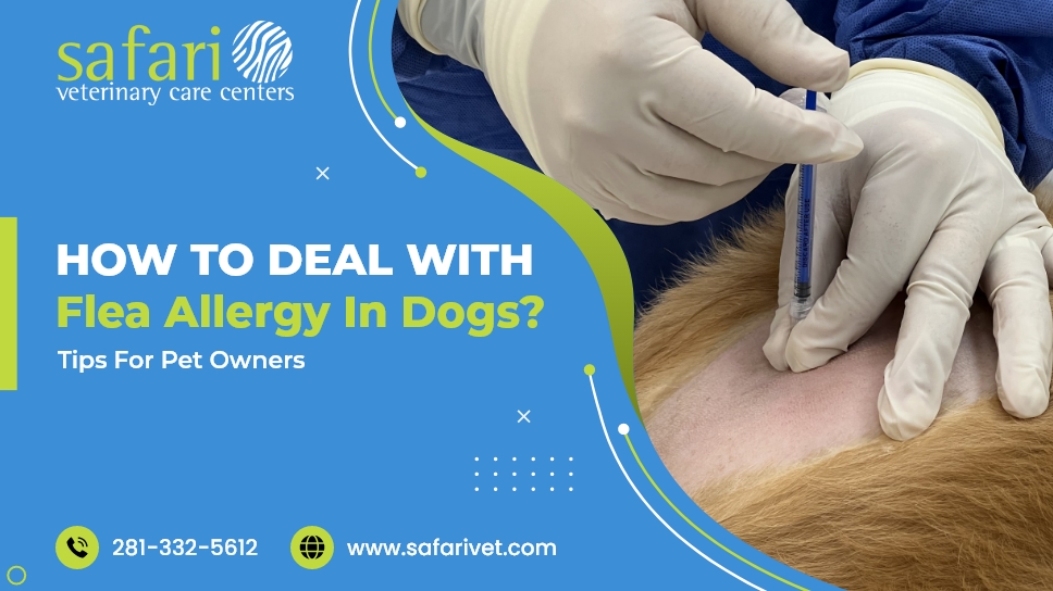Flea Allergy Dermatitis in Dogs: Effective Home Treatment Methods