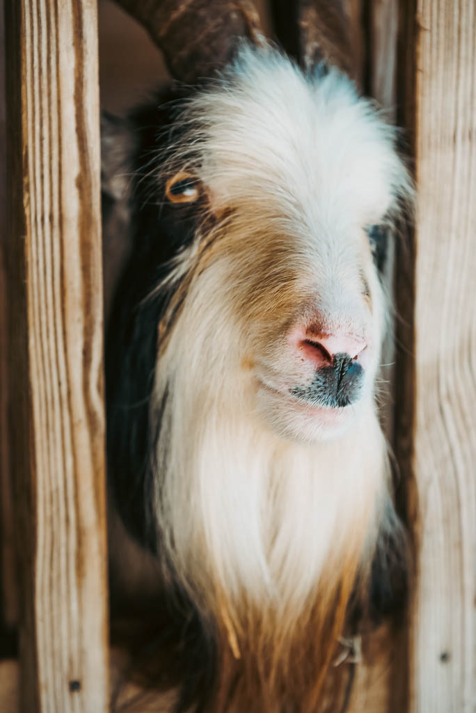 Pet Goat Lifespan: Complete Guide to Longevity and Care