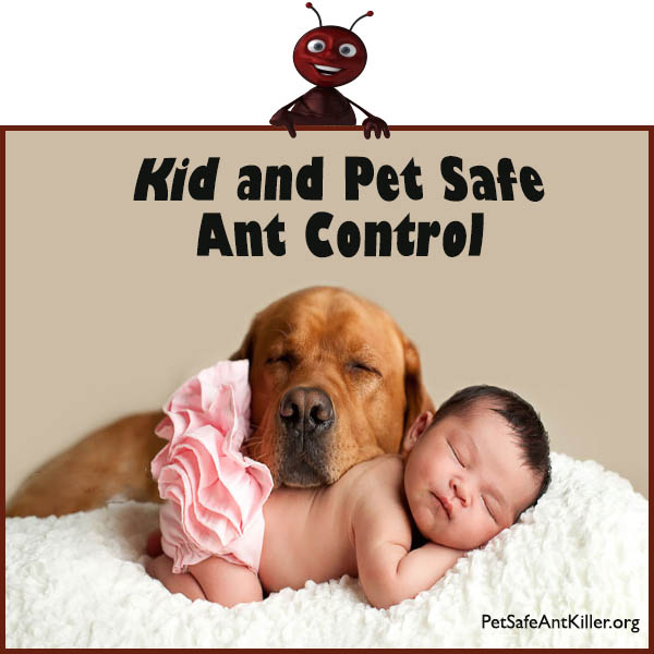 Terro Ant Killer Safety: What Pet Owners Need to Know
