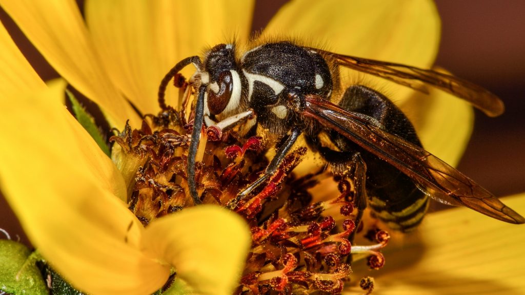Bald-Faced Hornets: DIY Removal and Prevention Guide