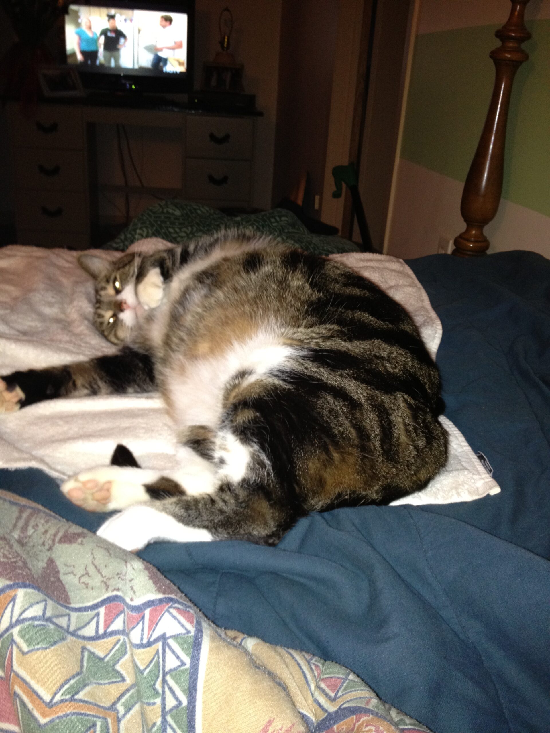 Meow Mix Cat Food: Comprehensive Nutrition Analysis