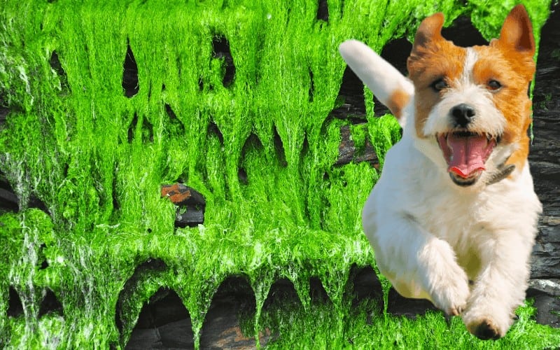 Moss Out Safety for Pets: Complete Guide to Protecting Your Furry Friends
