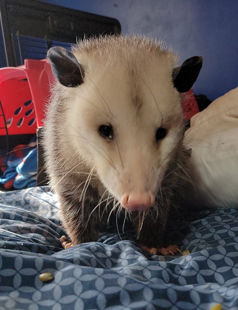 Opossums as Pets: Complete Guide to Ownership, Care, and Legal Considerations