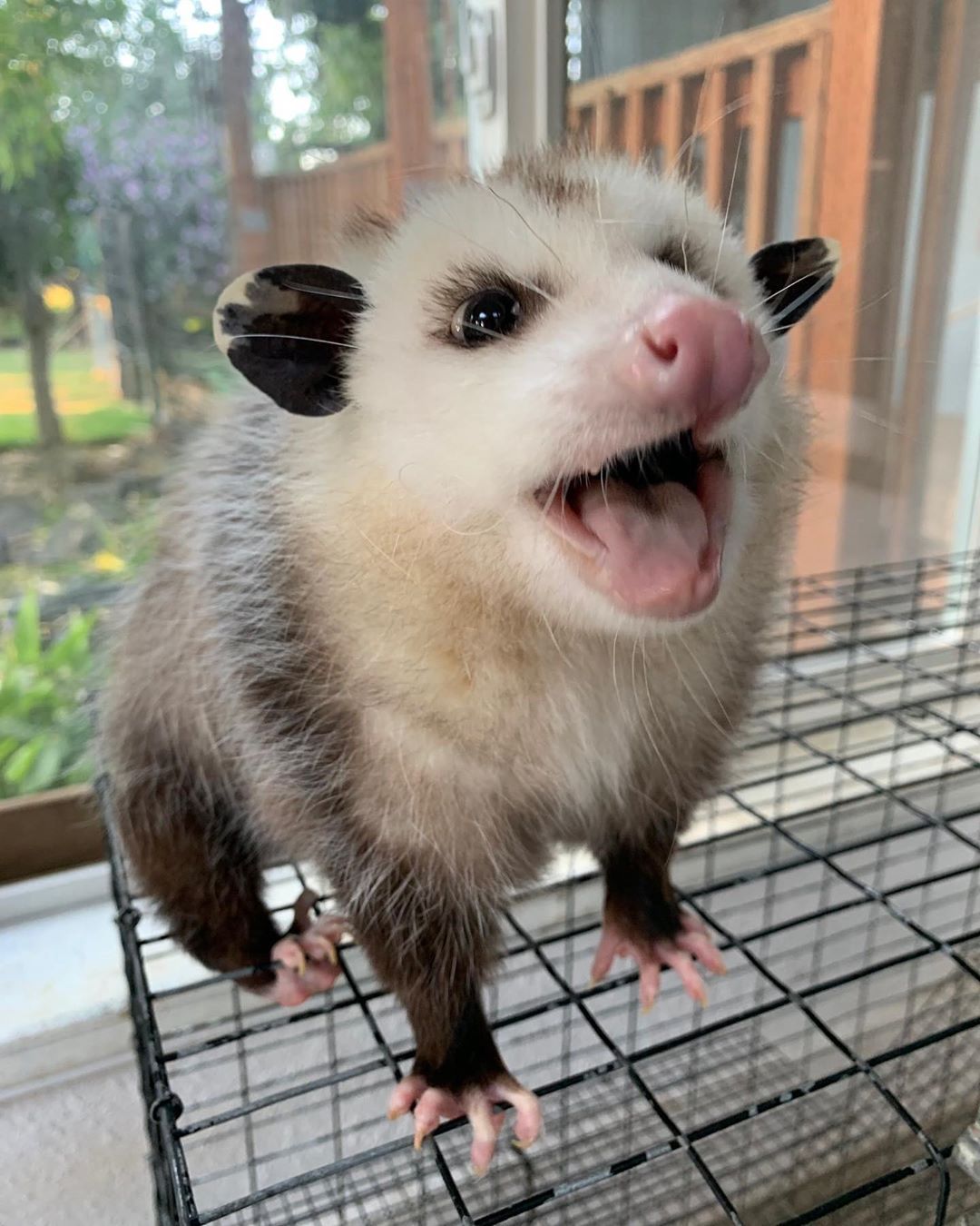 Possums as Pets: Legal Requirements and Ownership Guidelines