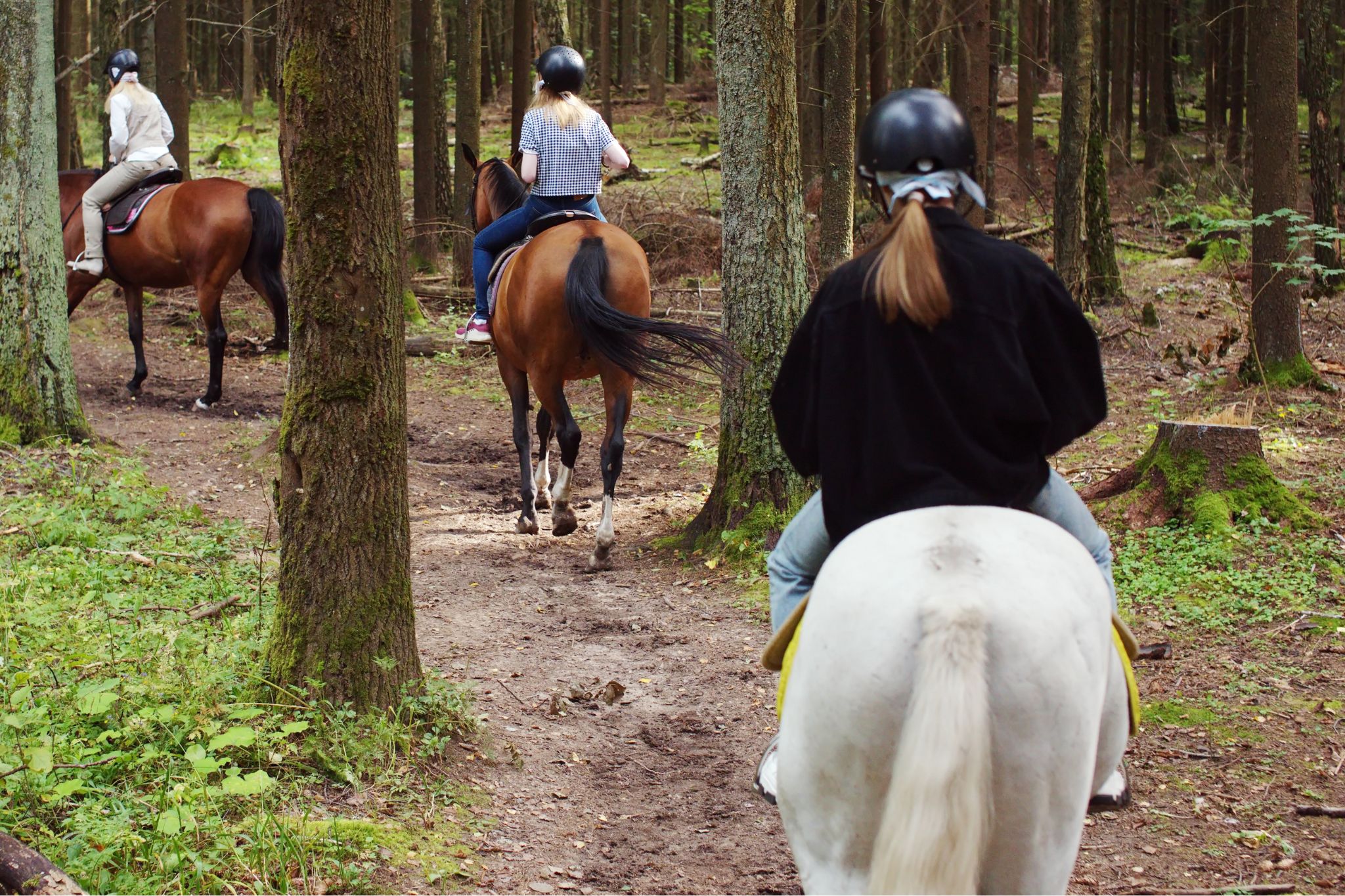 Horse Travel Distance: Complete Guide to Daily Journey Capabilities