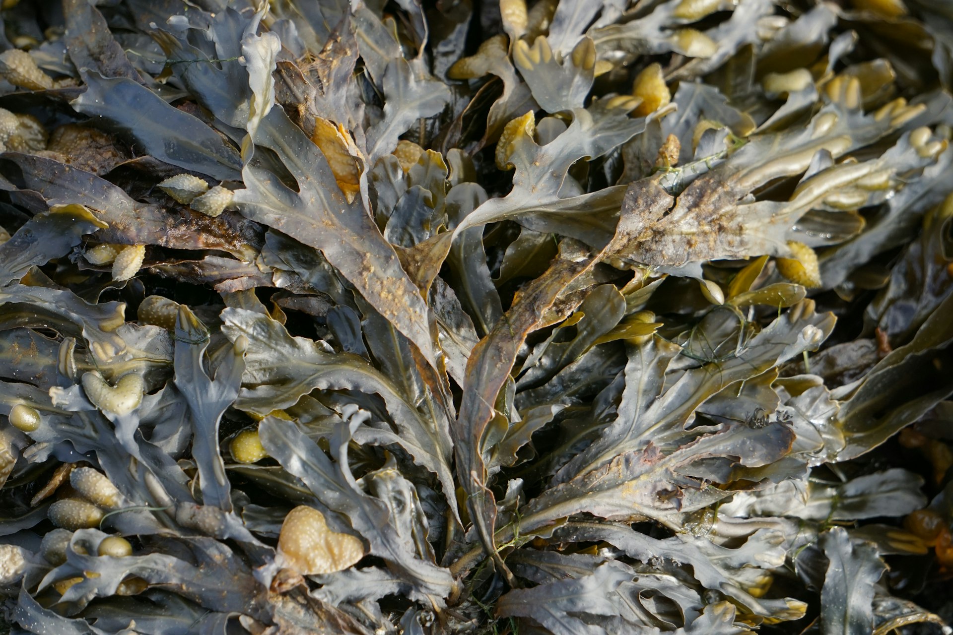Unlocking Garden Vitality: The Complete Guide to Kelp-Based Organic Fertilizer