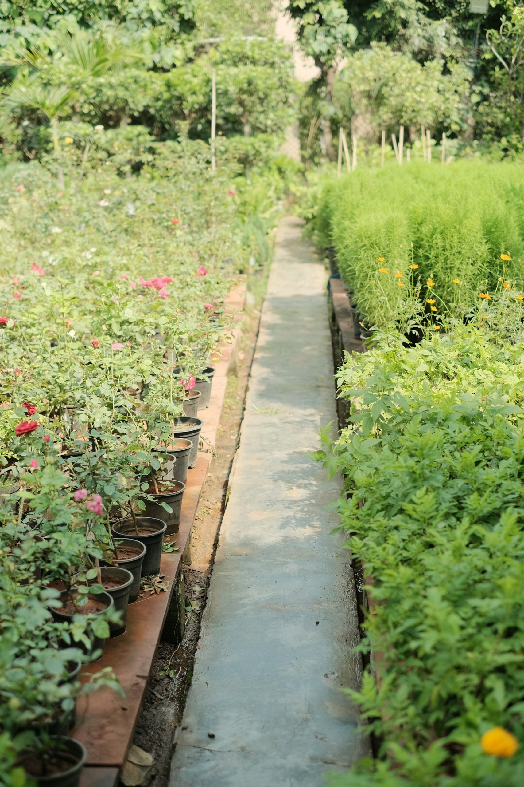 Natural Pest Control Strategies for Thriving Organic Gardens