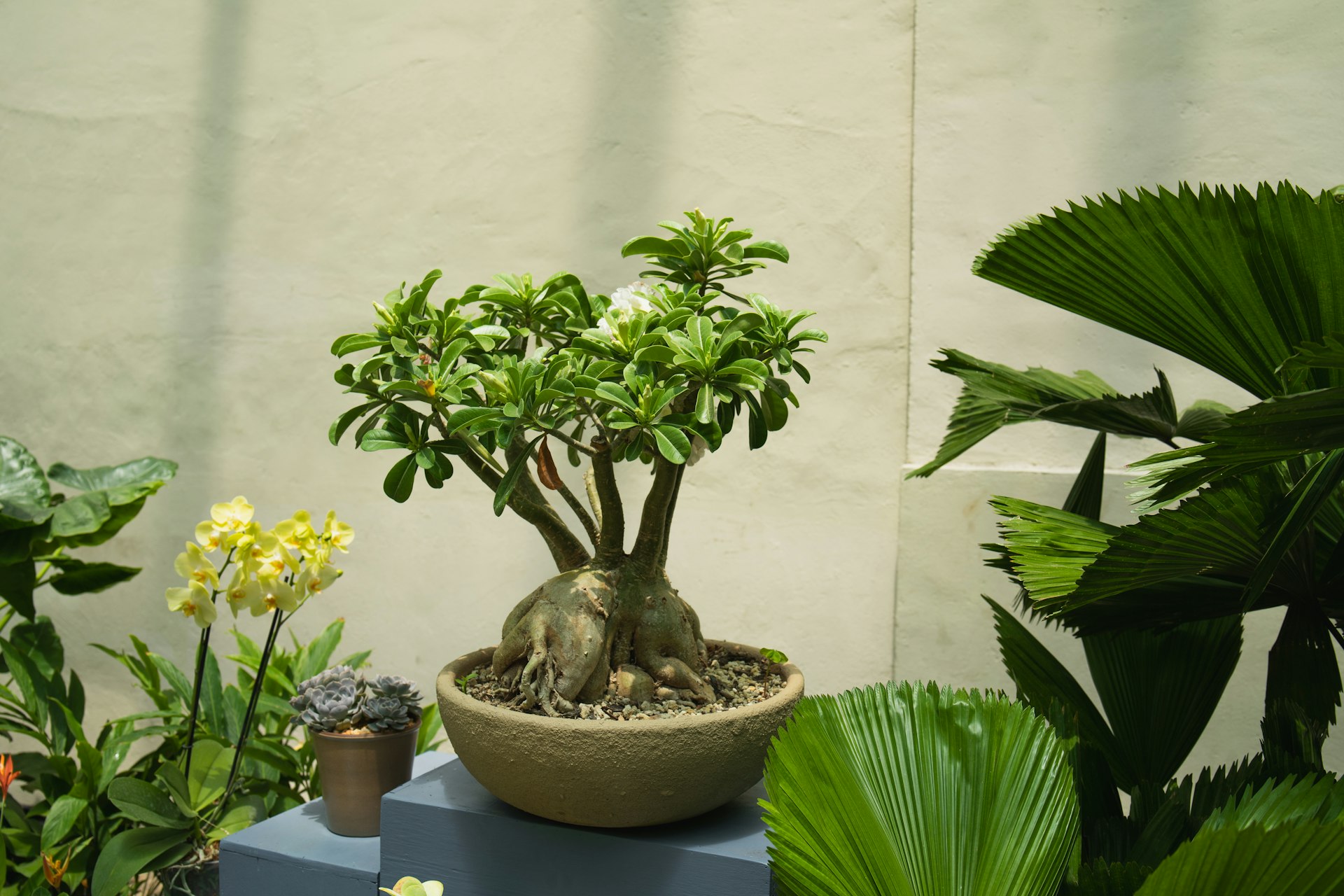Mastering Indoor Bonsai: Display Tips and Comprehensive Care Guides for Thriving Miniature Trees