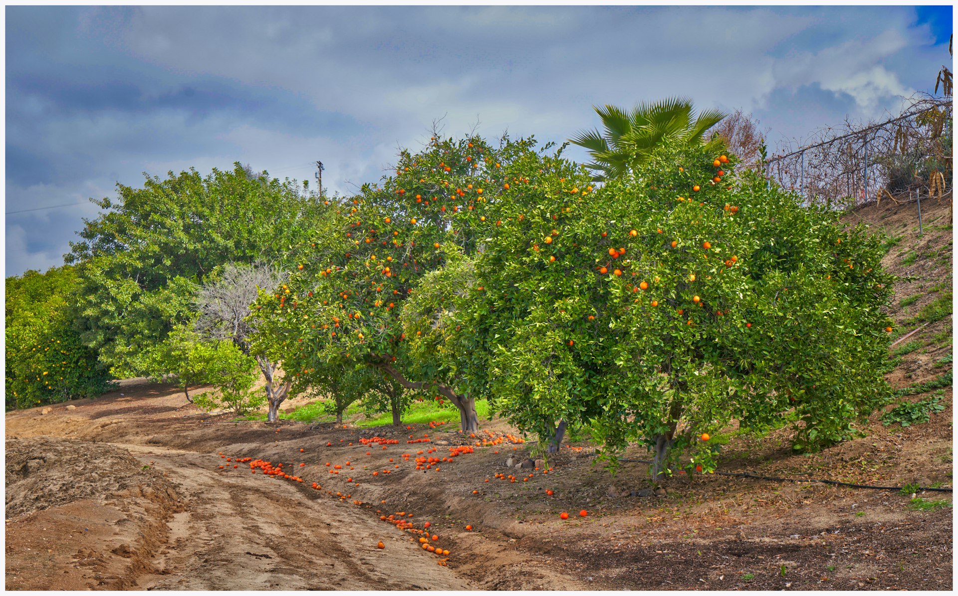 Transform Your Backyard: Expert Guide to Planning Your Home Orchard