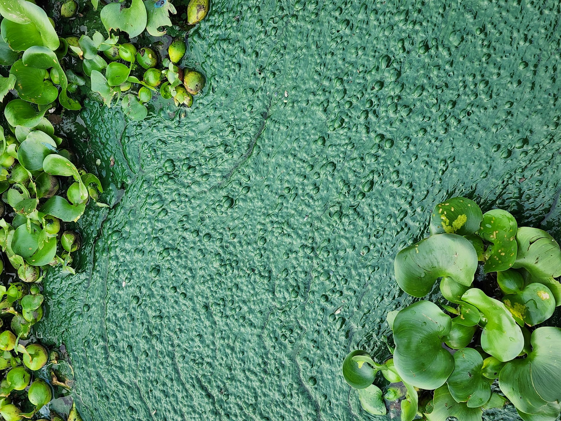 Transform Your Bedroom with Living Moss Art Accent Walls
