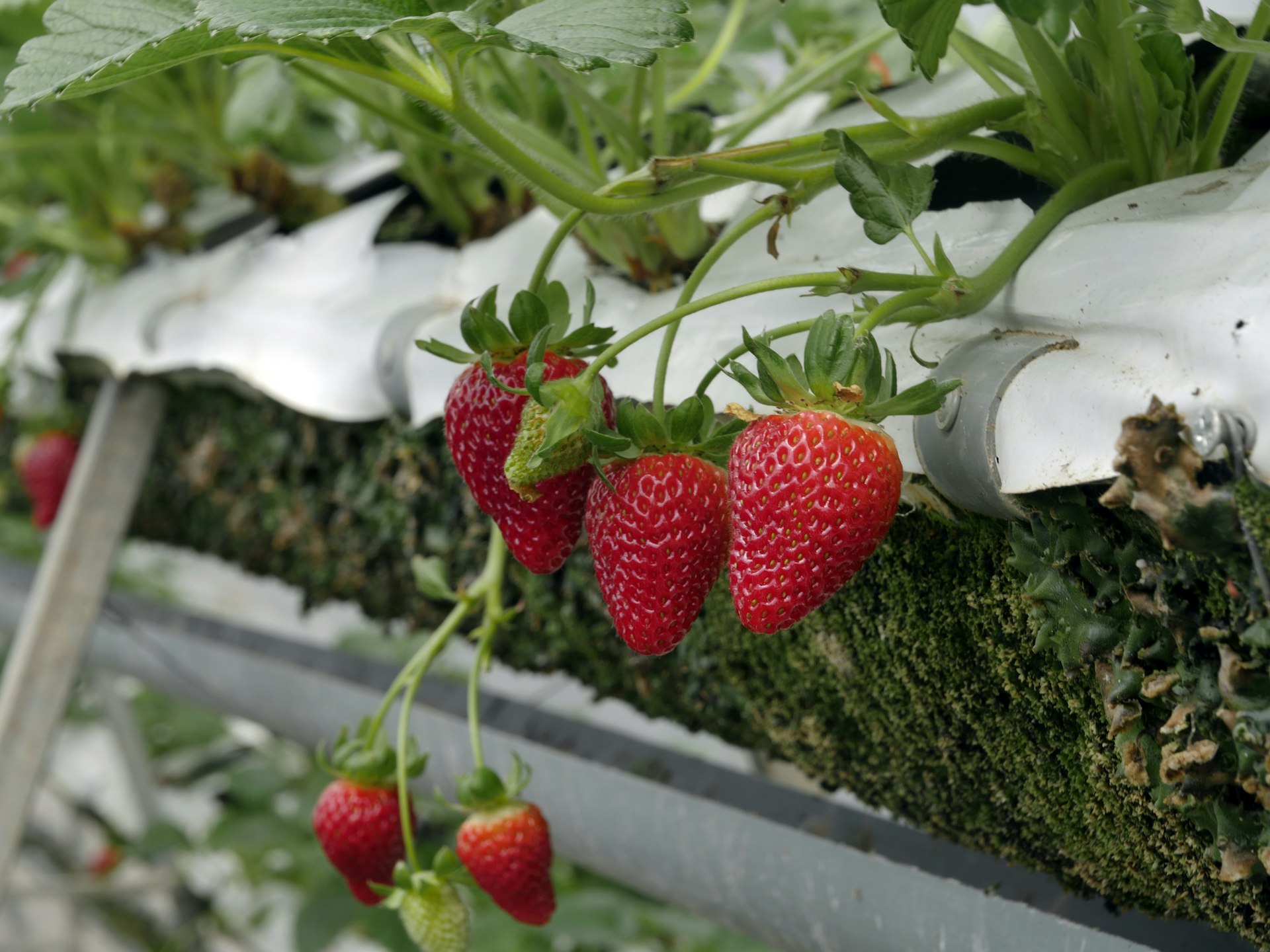 Maximize Your Strawberry Harvest: The Vertical Spout Planter Advantage