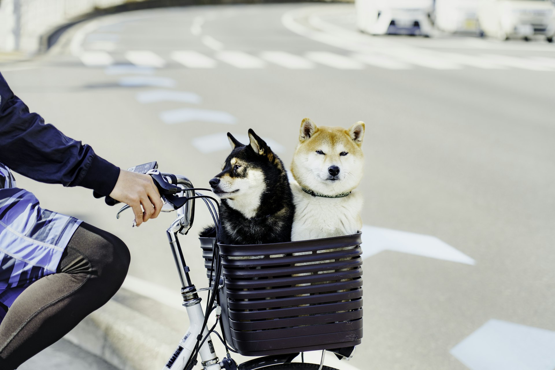 2025's Pet-Friendly Lifestyle Trends: Wellness, Customization, and Community