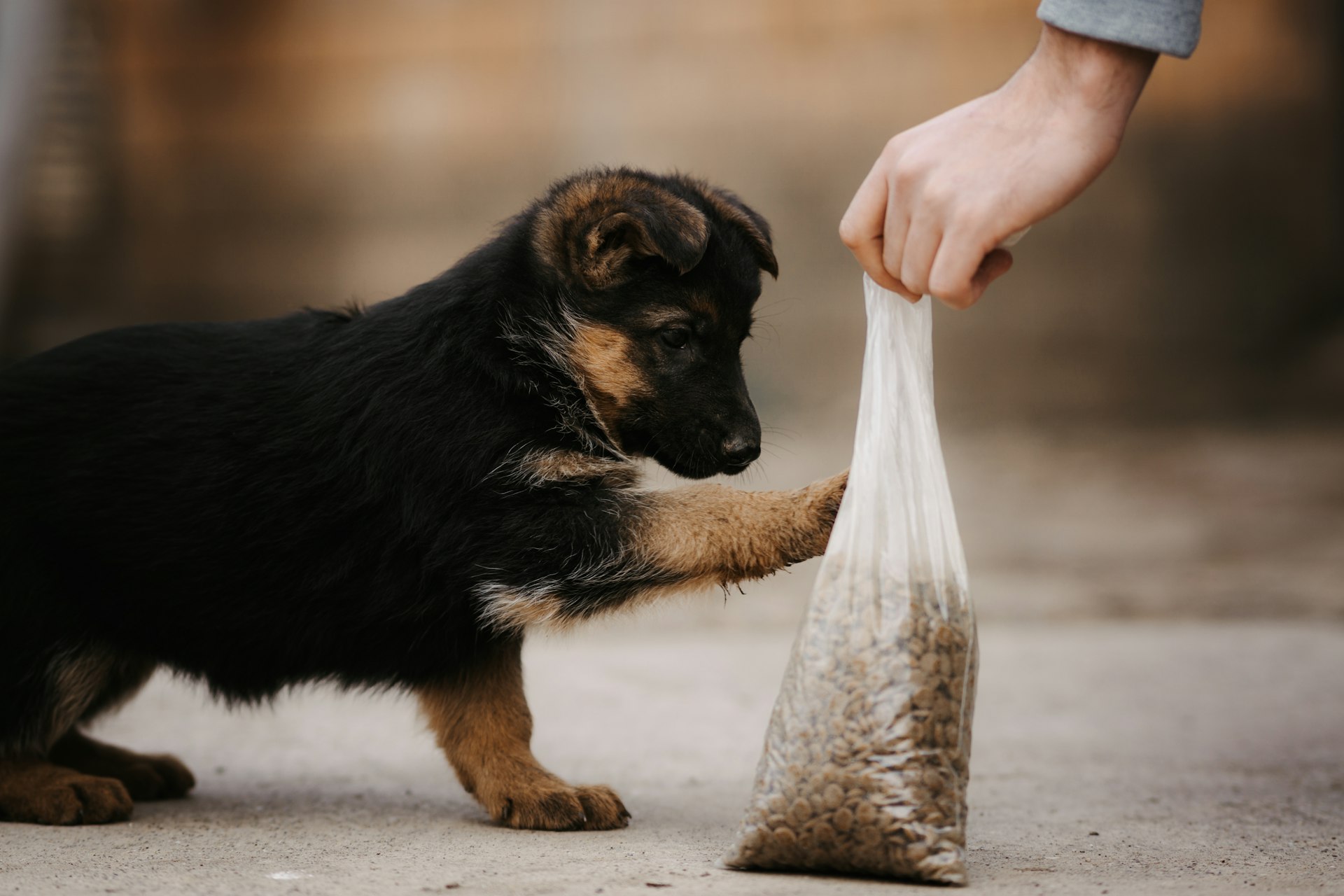 Redefining Pet Food: How Sustainable Packaging Is Shaping the Future of the Industry