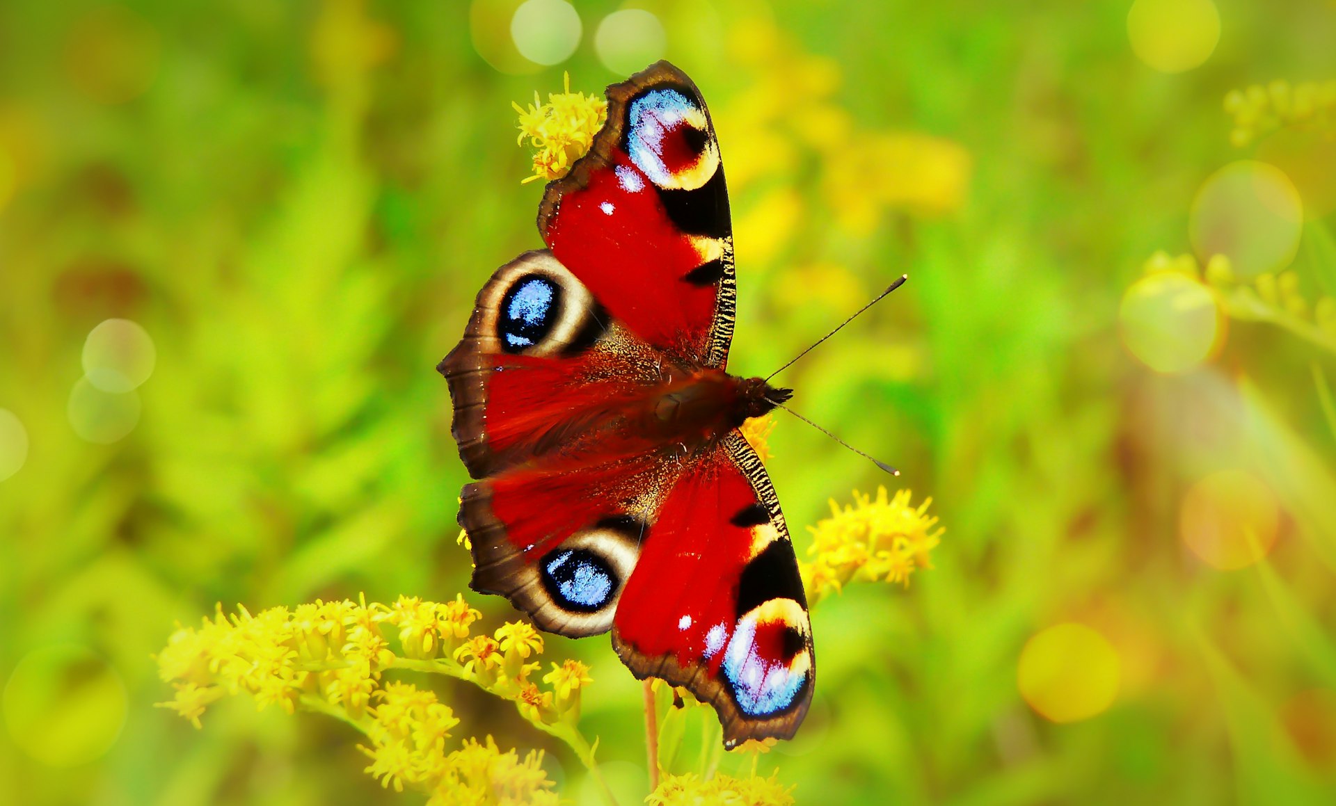 Discover Flutter Entertainment: The Global Leader in Online Sports Betting and Gaming