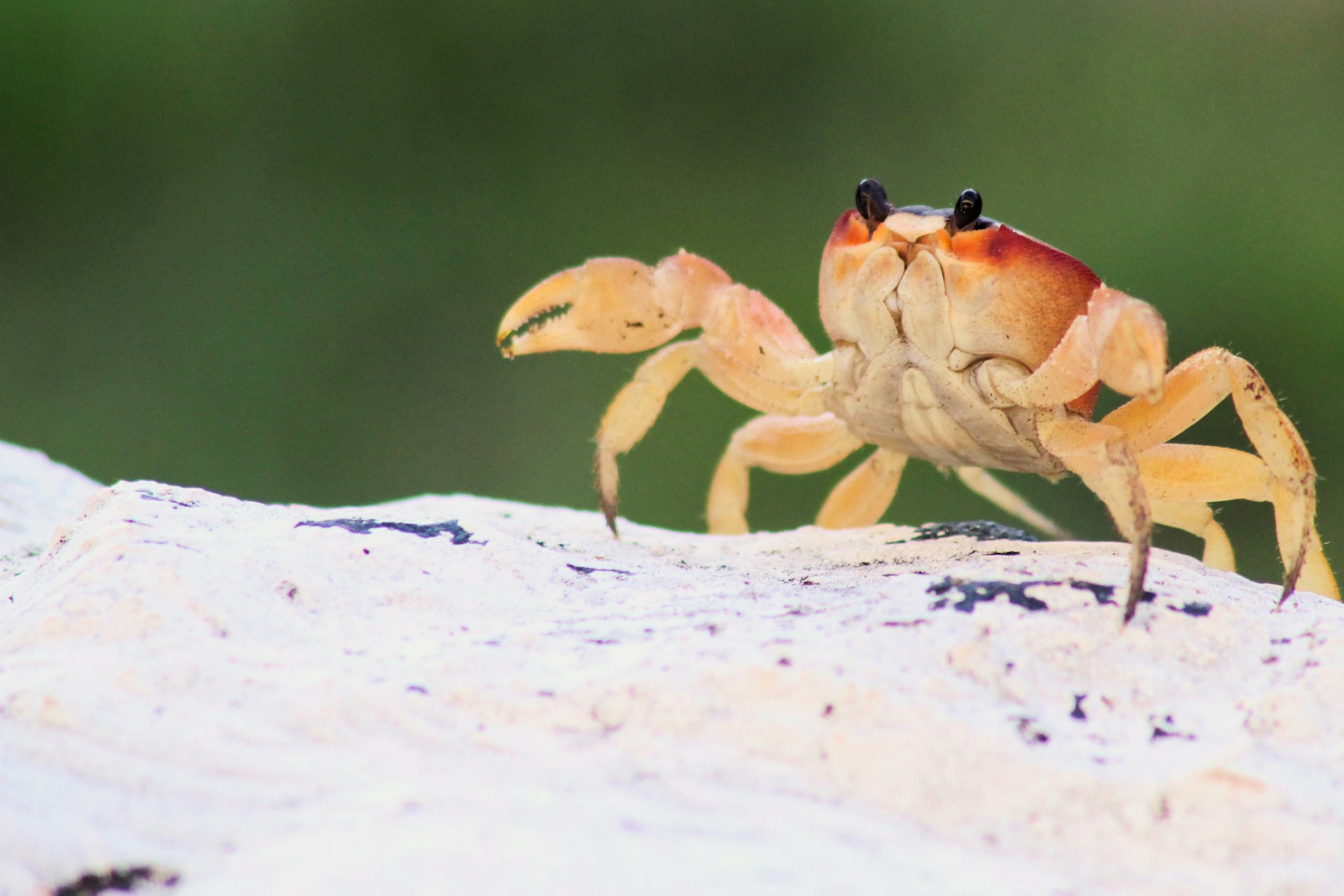 A Complete Guide to Keeping Crabs as Pets: What Every Aspiring Owner Needs to Know