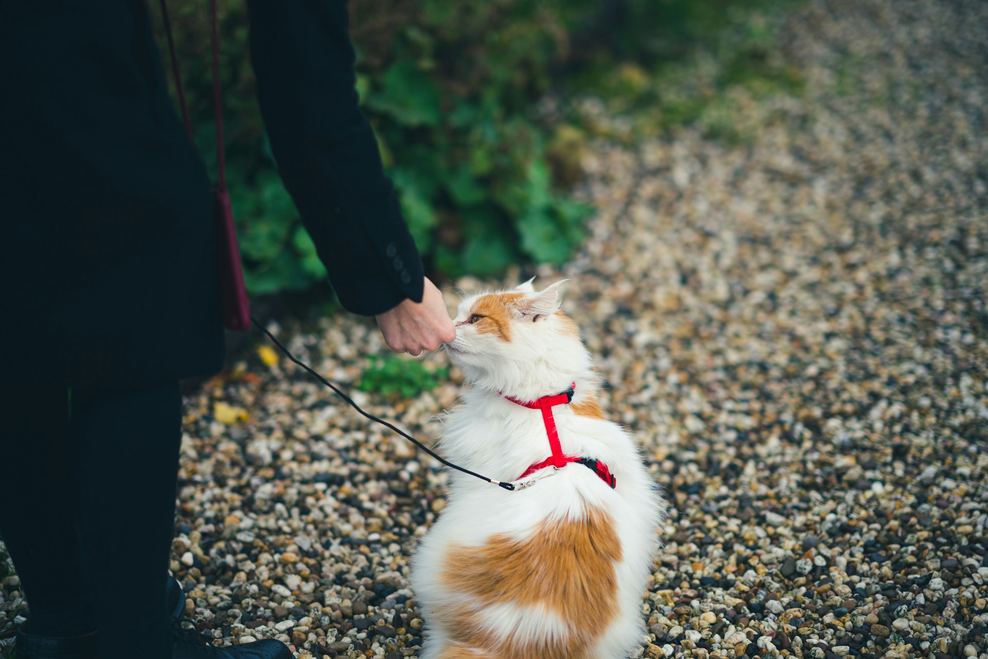 Comprehensive Guide to Effective Pet Training: Methods, Benefits, and Practical Steps